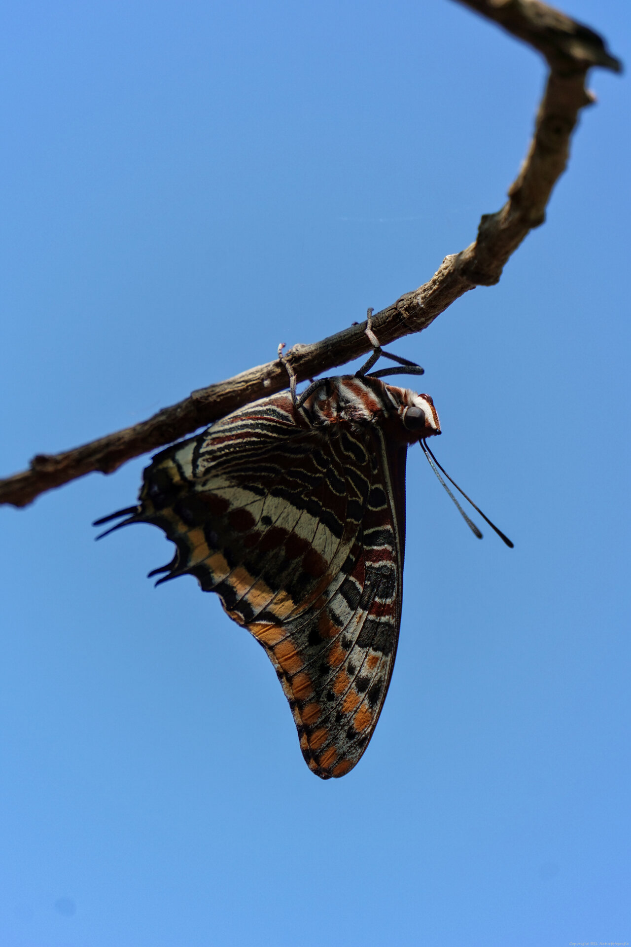 Schmetterling_05.jpg