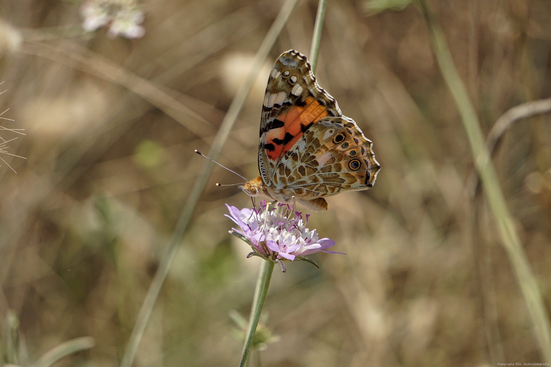 Schmetterling_07.jpg