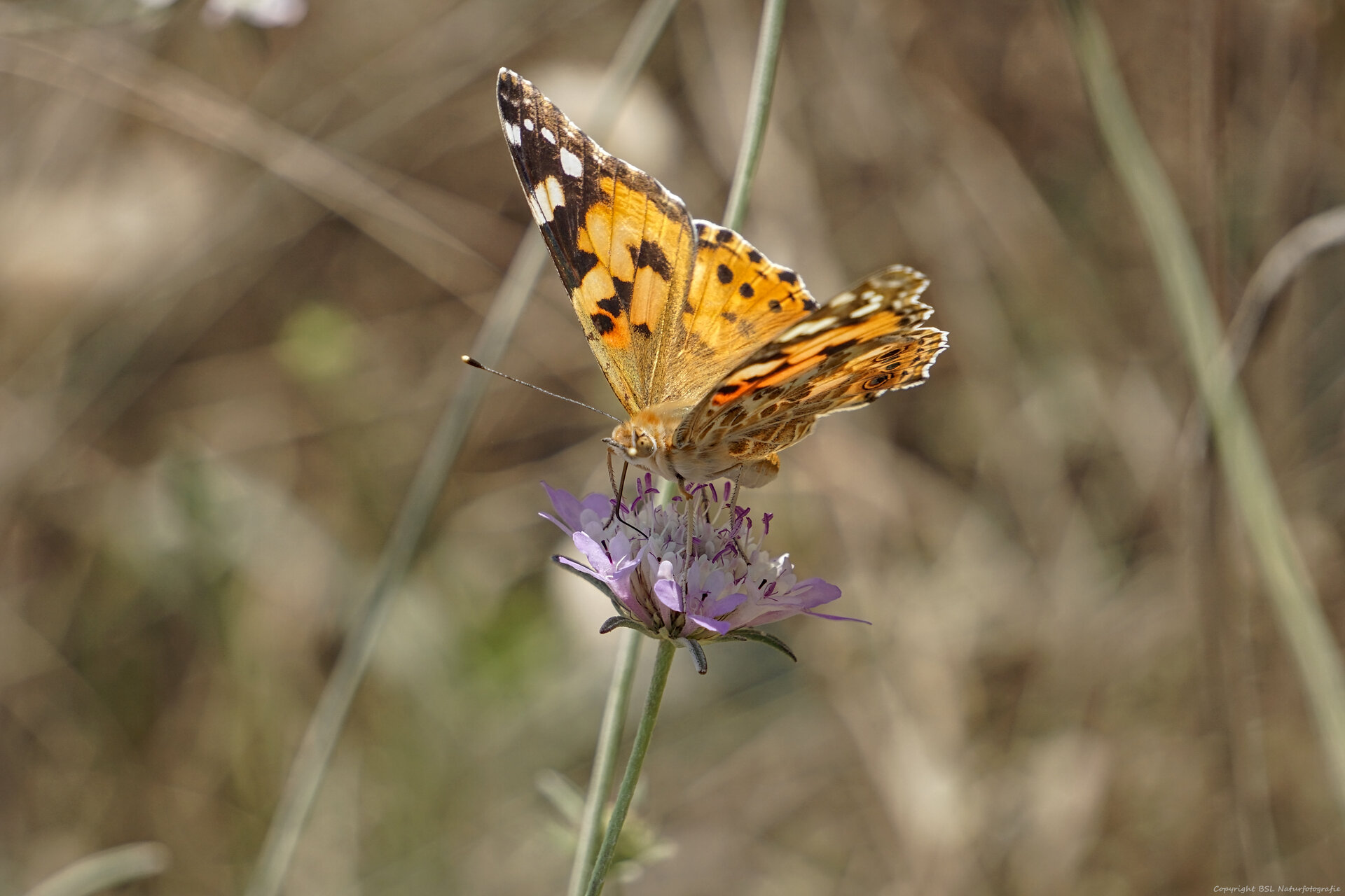Schmetterling_08.jpg