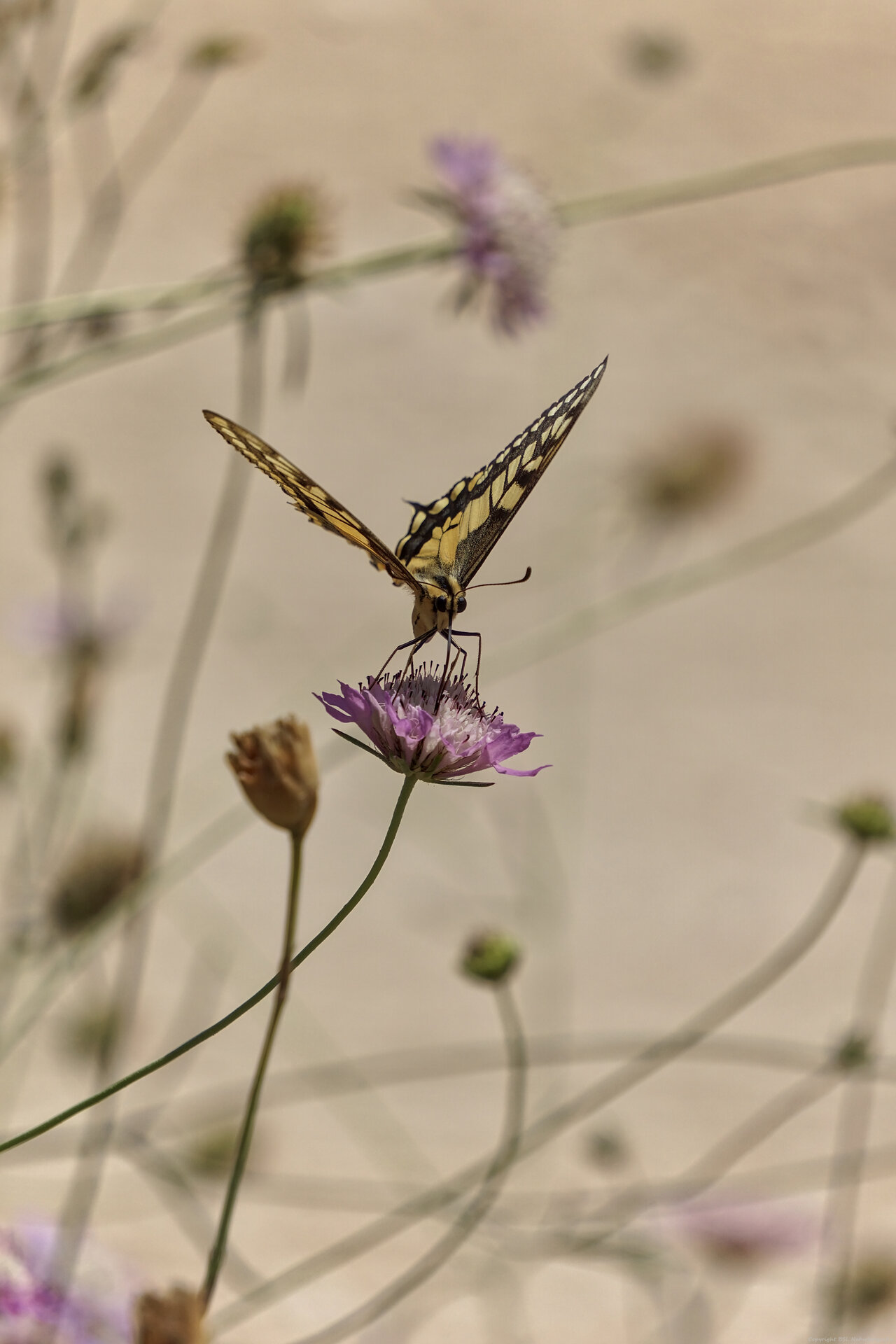 Schmetterling_11.jpg