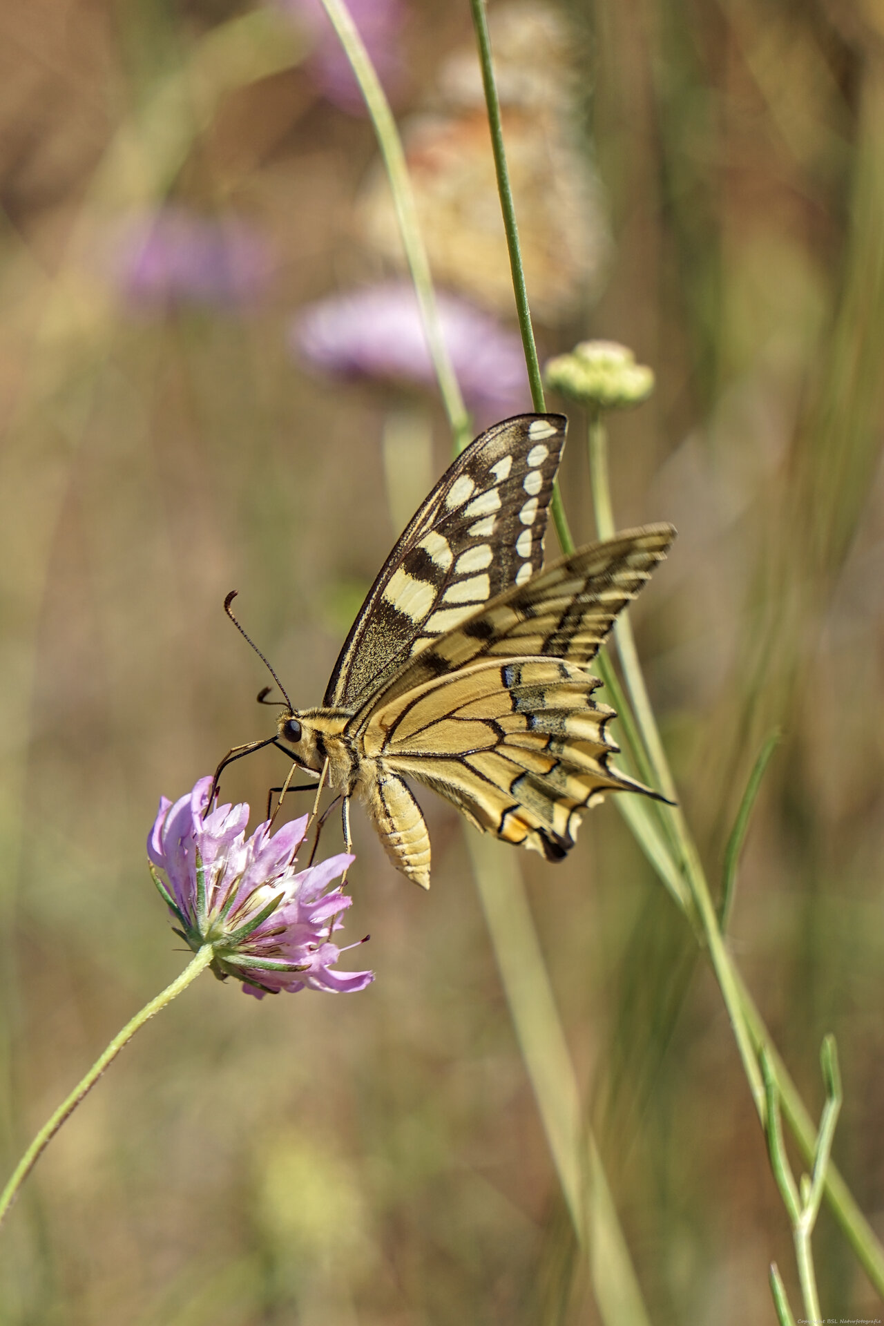 Schmetterling_12.jpg
