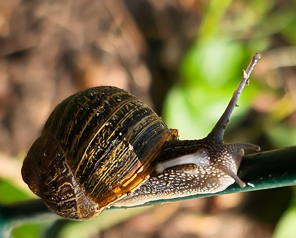 Schnecke2.jpg