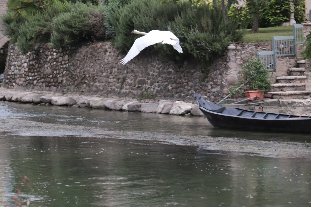 Schwan im Tiefflug.jpg