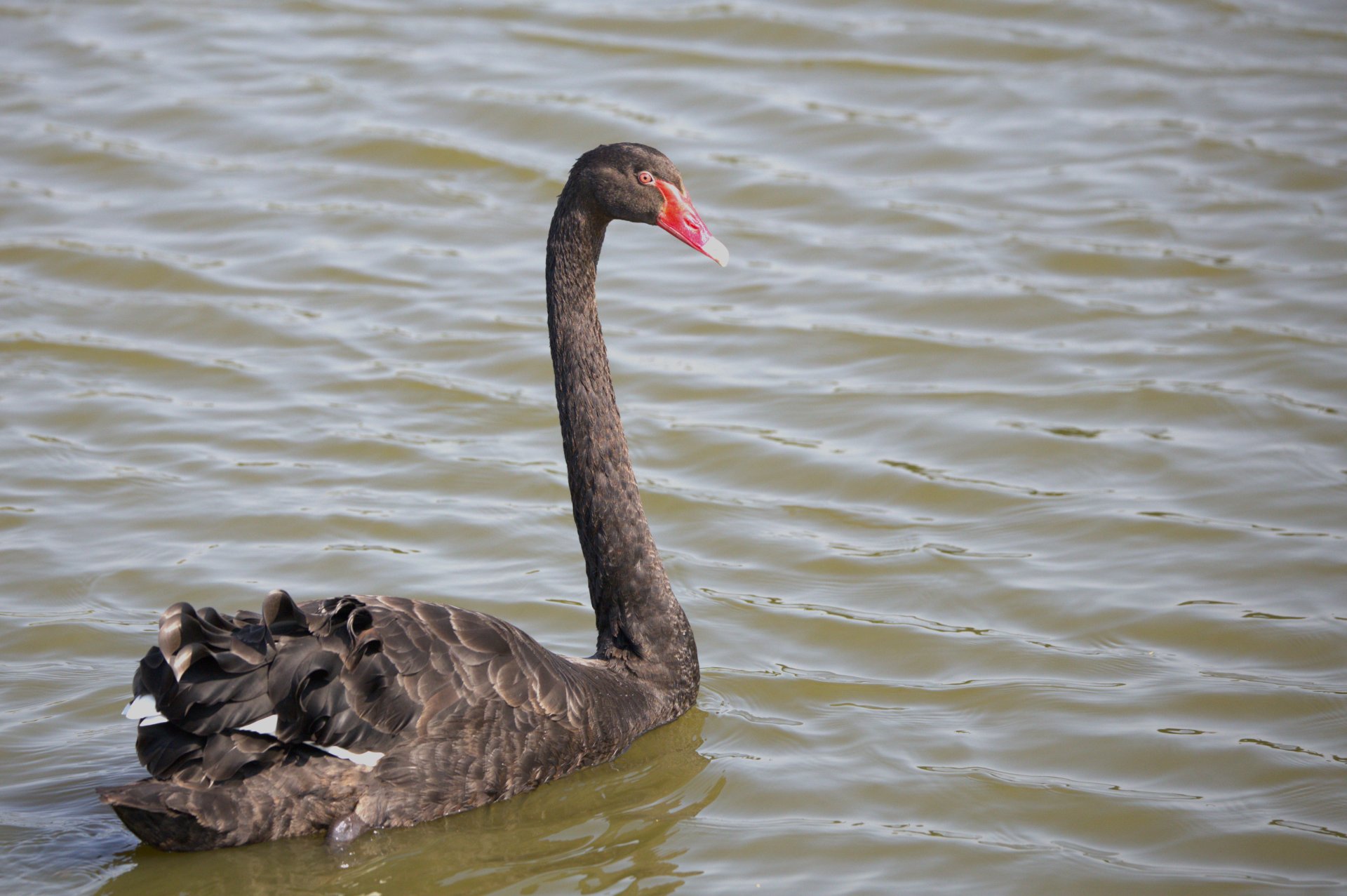 schwan2P5A9853.jpg