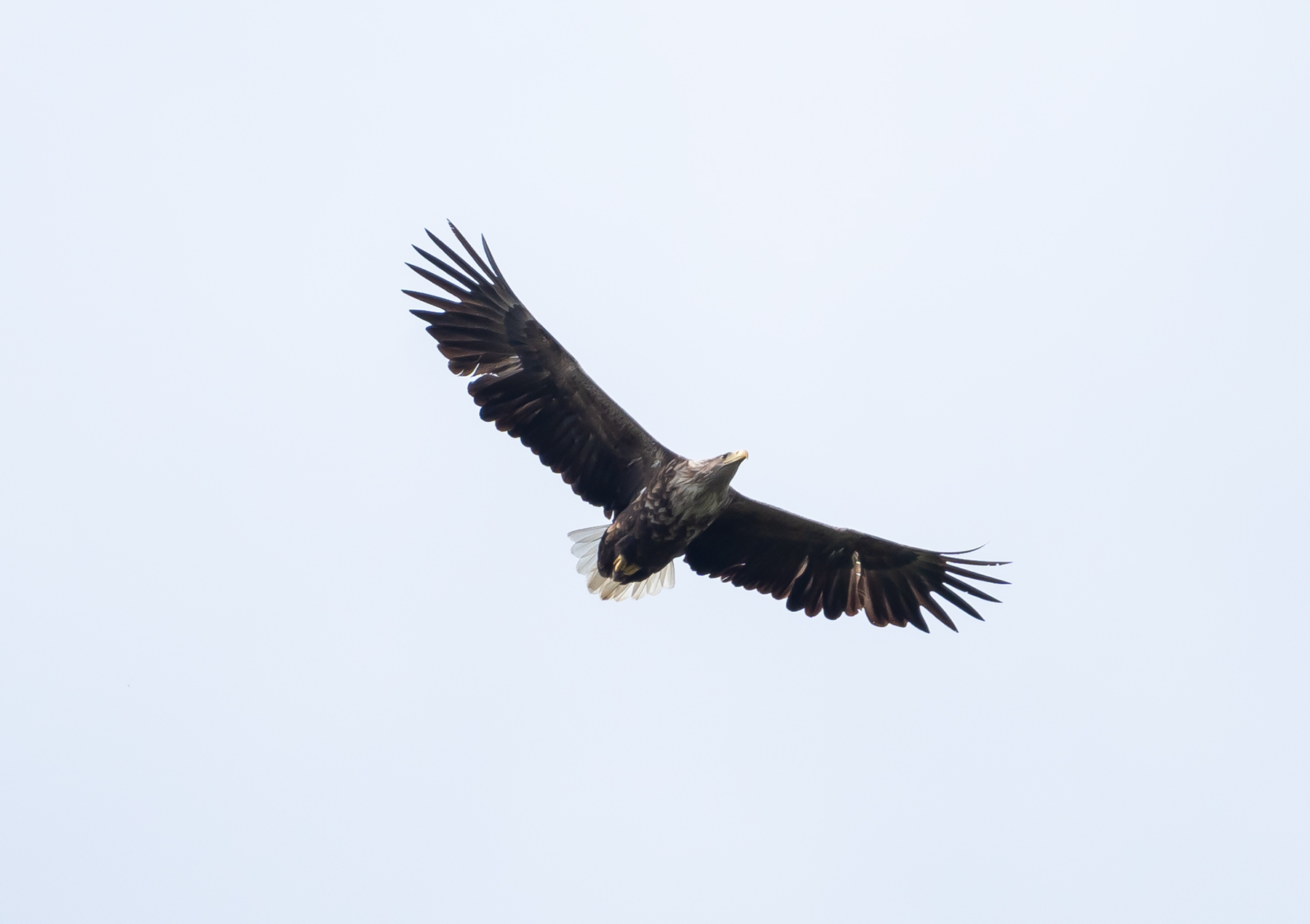 Seeadler 01.jpg