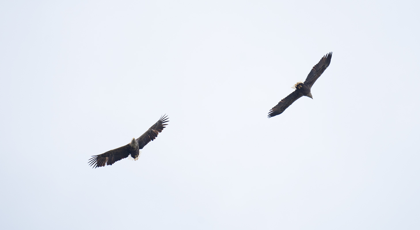 Seeadler 03.jpg