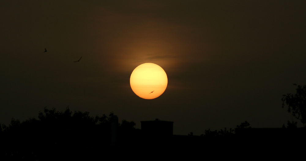 sonnenschwalbe.jpg