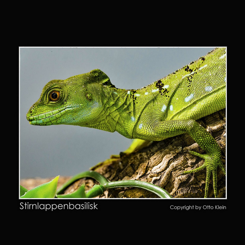 Stirnlappenbasilisk Zoo Zajak.png
