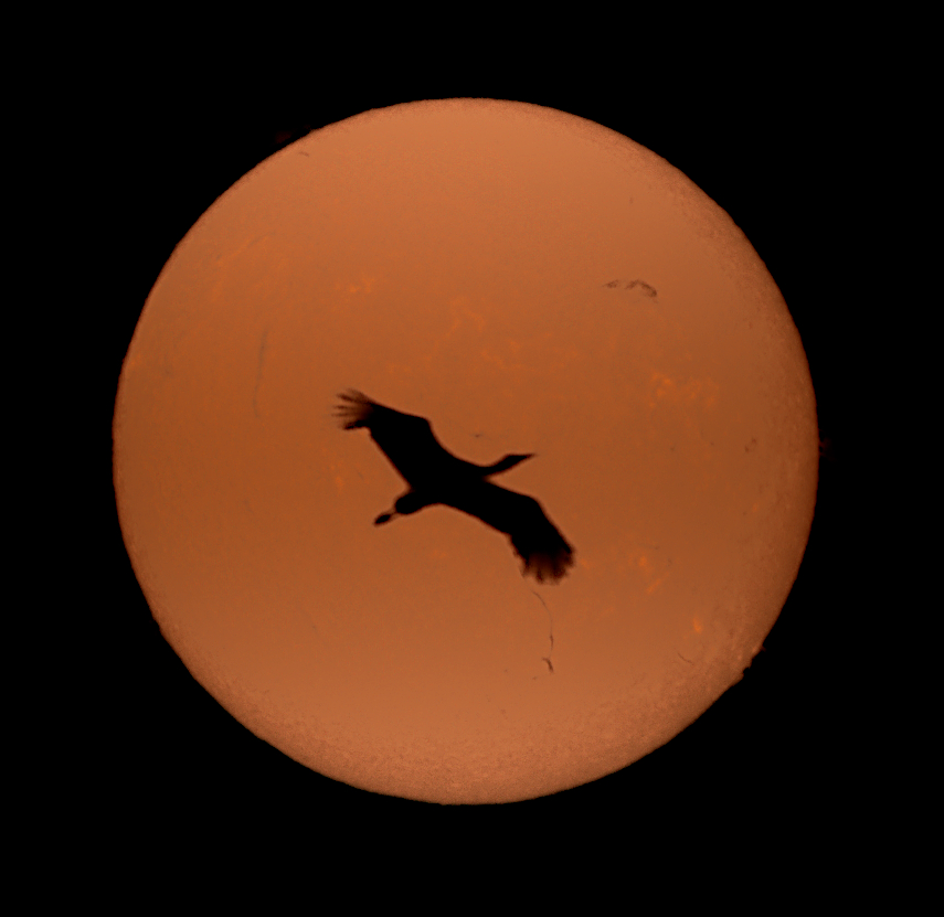 Storch-As-copy.jpg