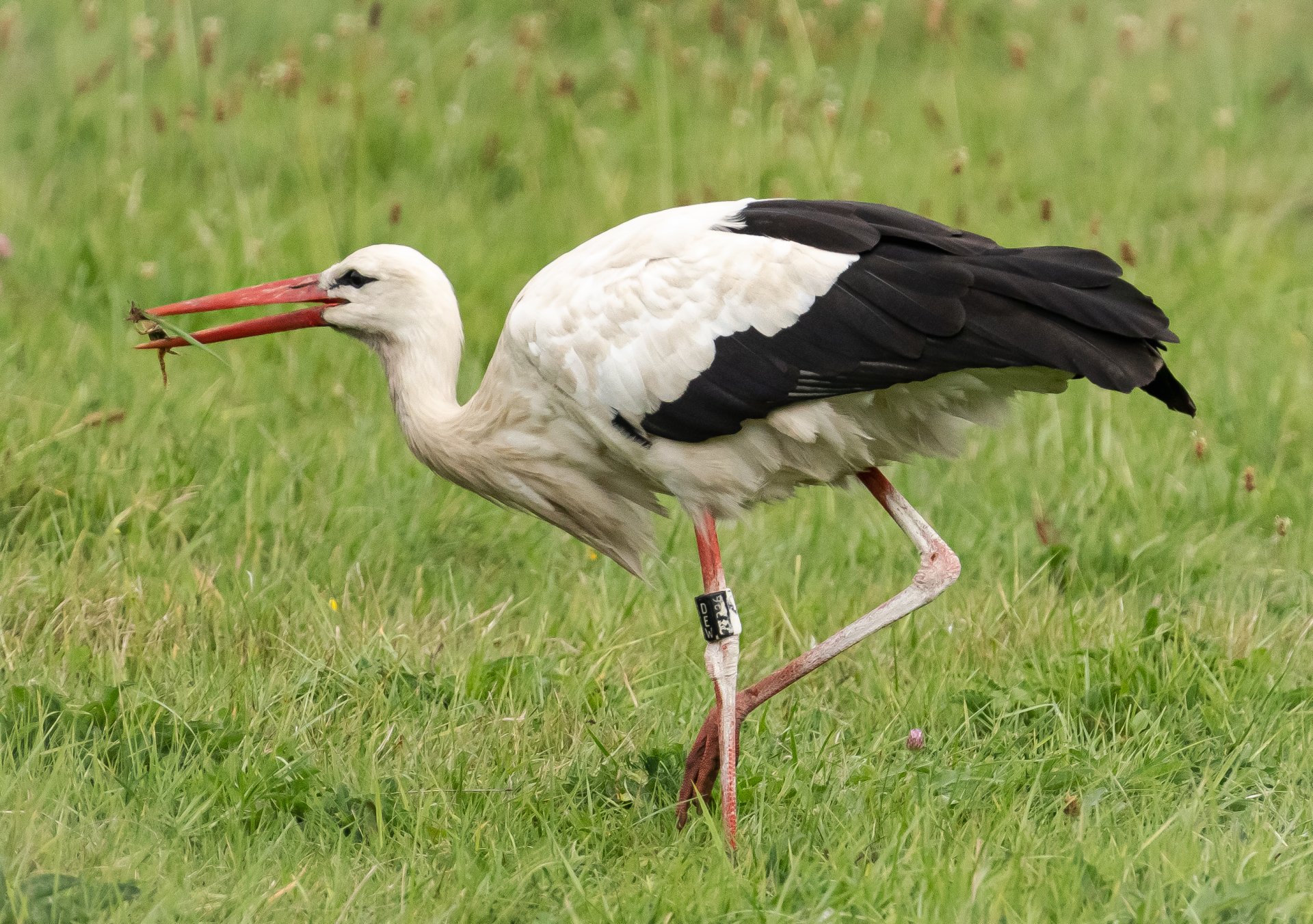 Storch01.jpg