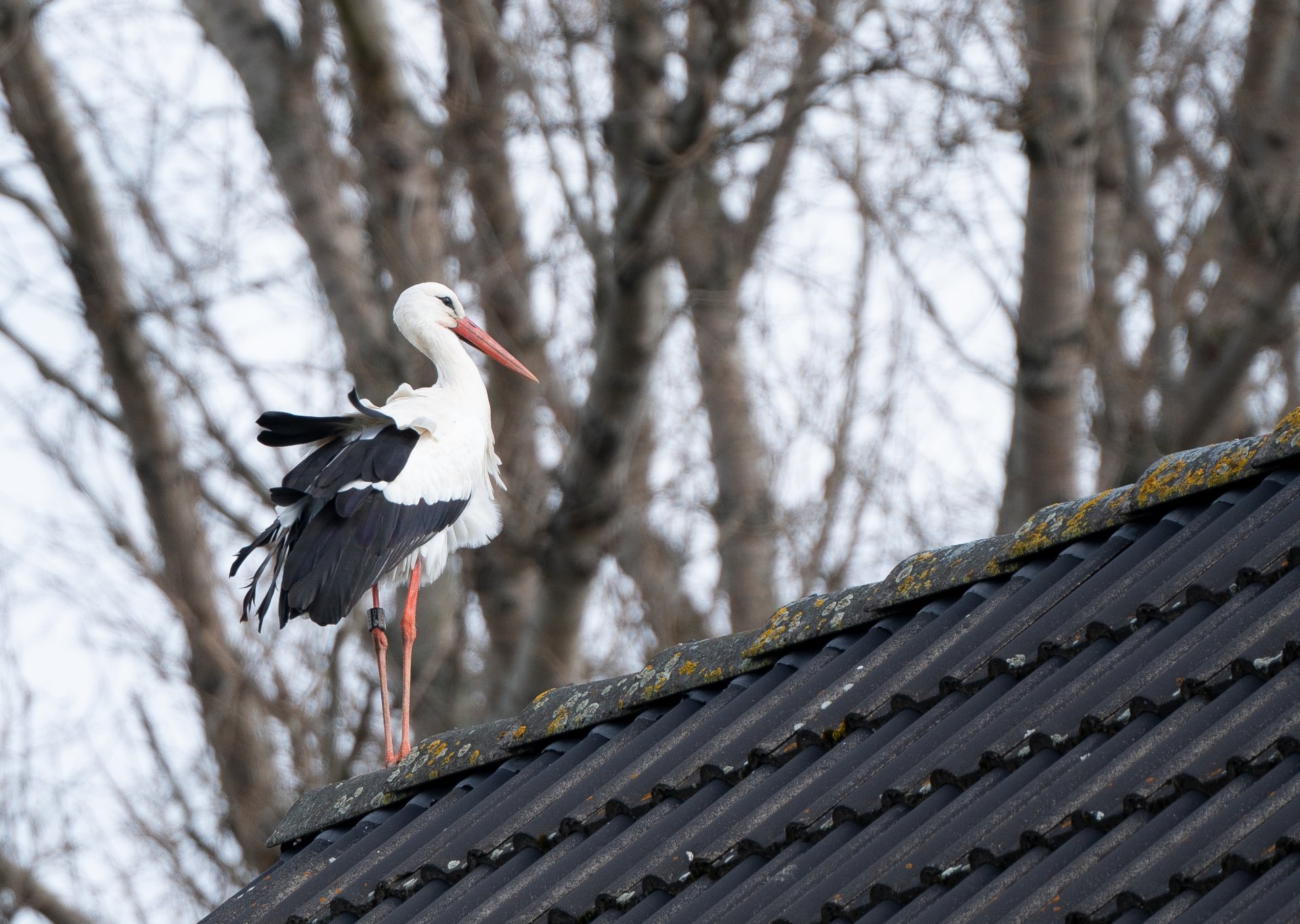 Storch01.jpg