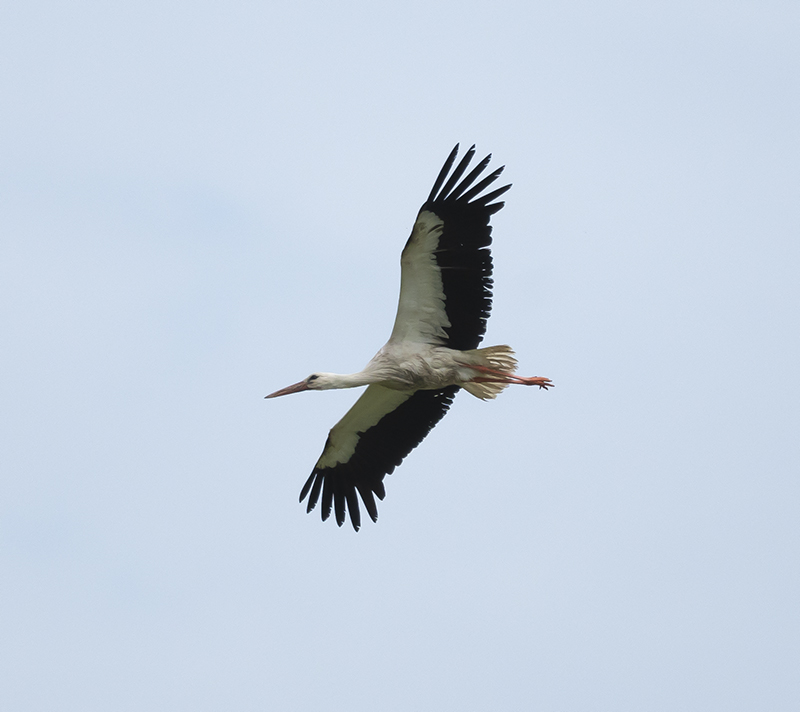 Storch01.jpg
