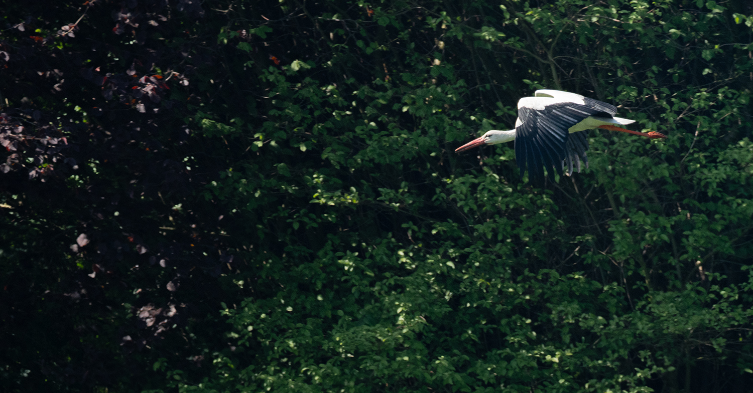 Storch01.jpg
