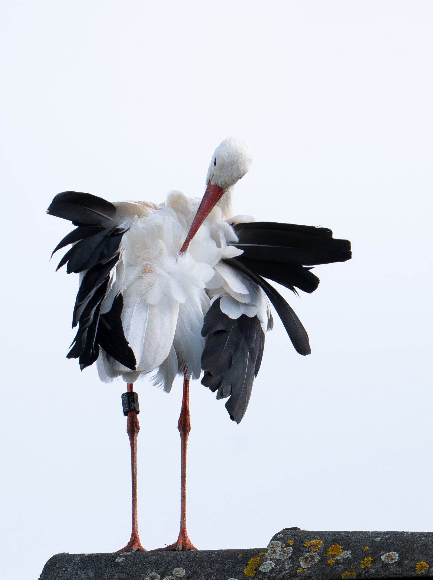 Storch02.jpg