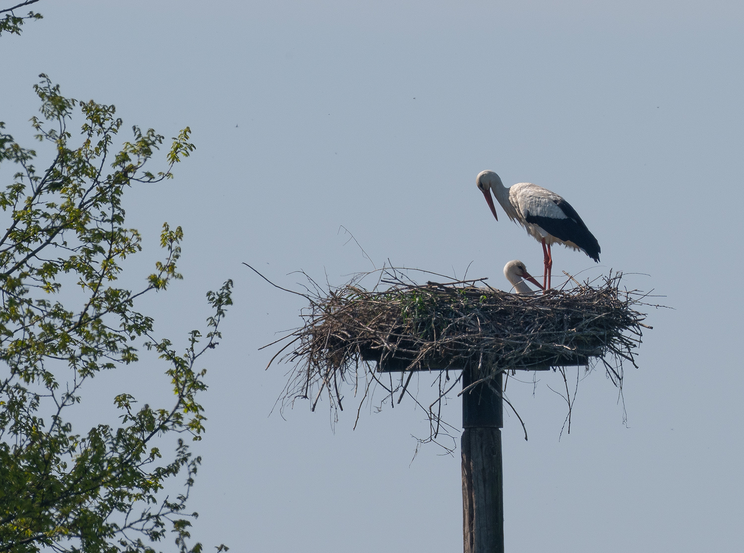 Storch02.jpg