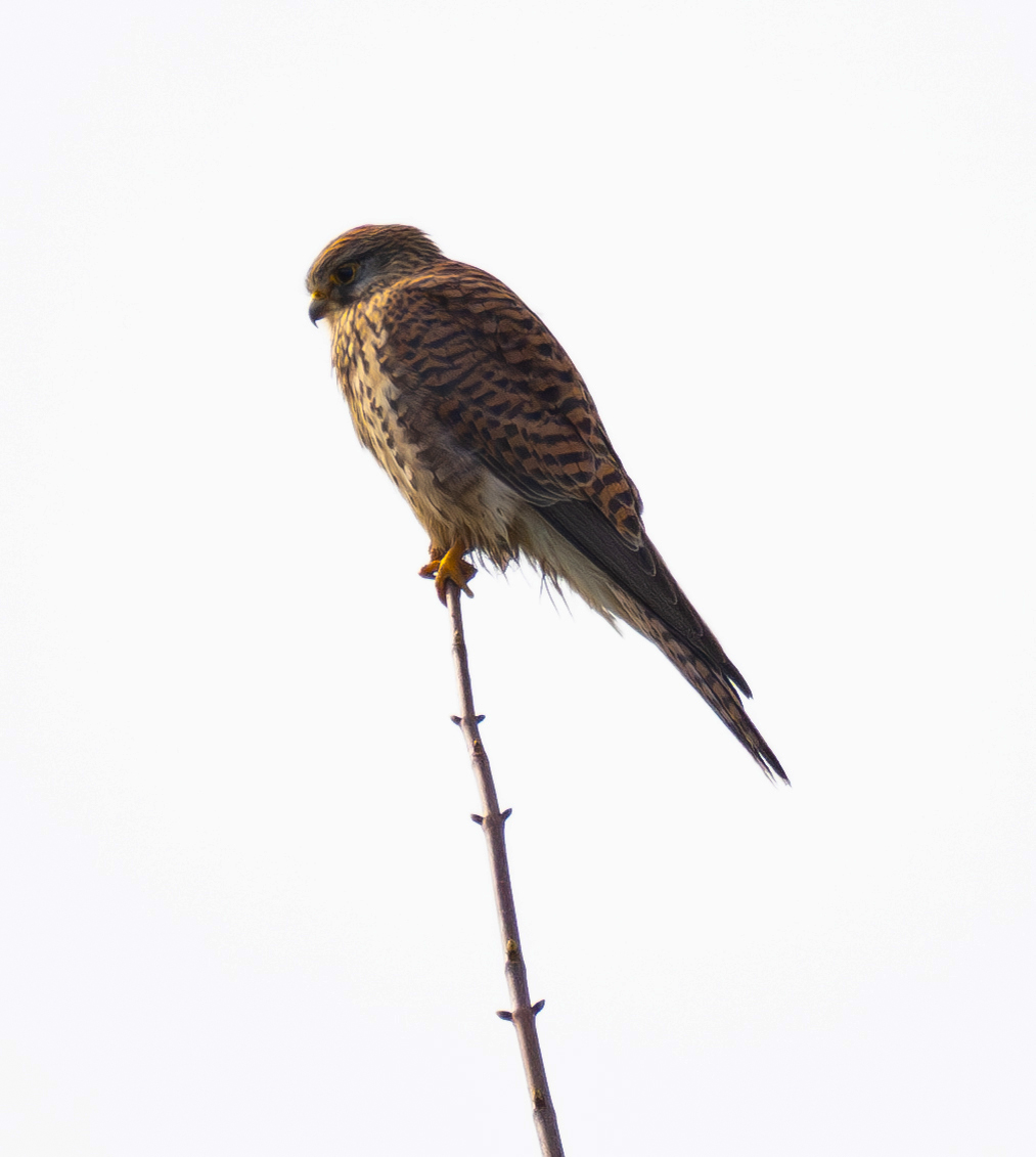 Turmfalke.jpg