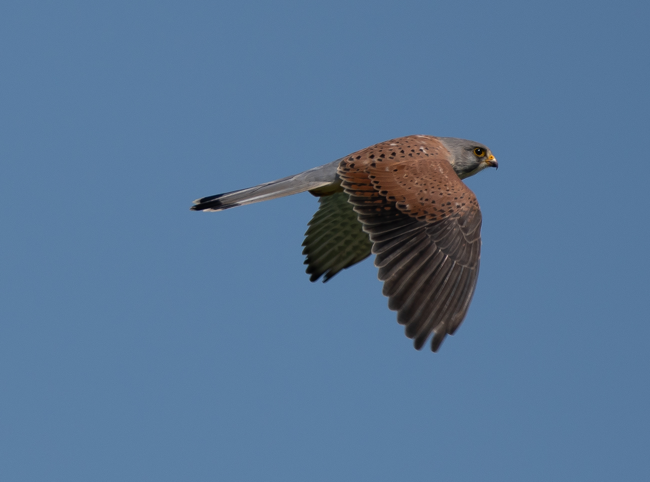 Turmfalke.jpg