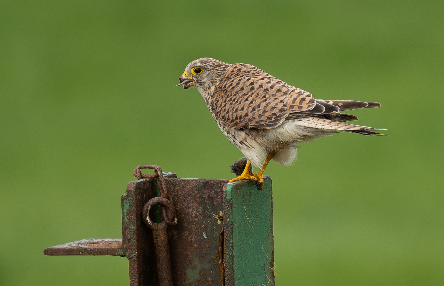 Turmfalke01.jpg