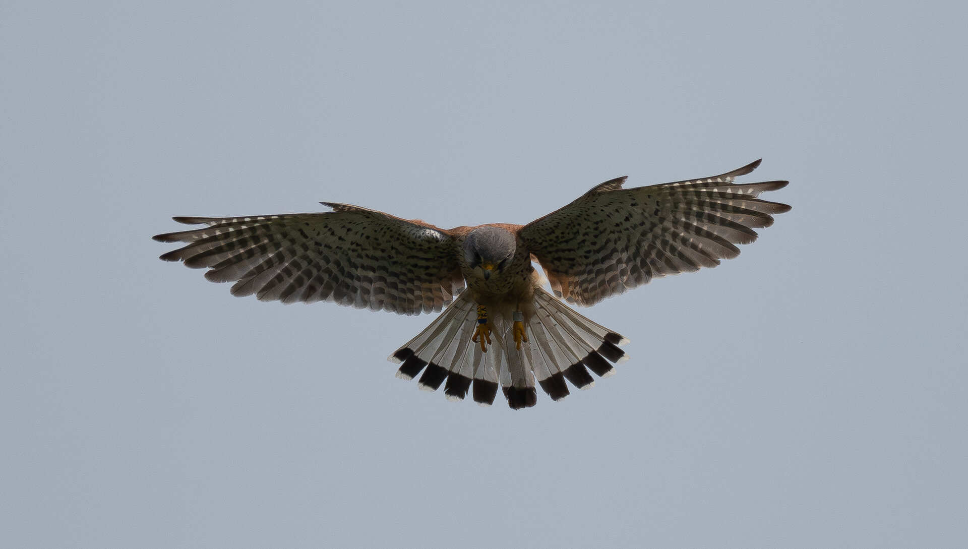 Turmfalke01.jpg