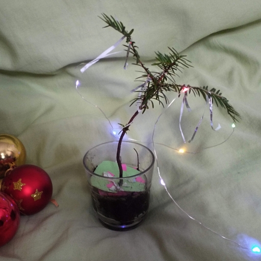 weihnachtsbaum-456--.jpg