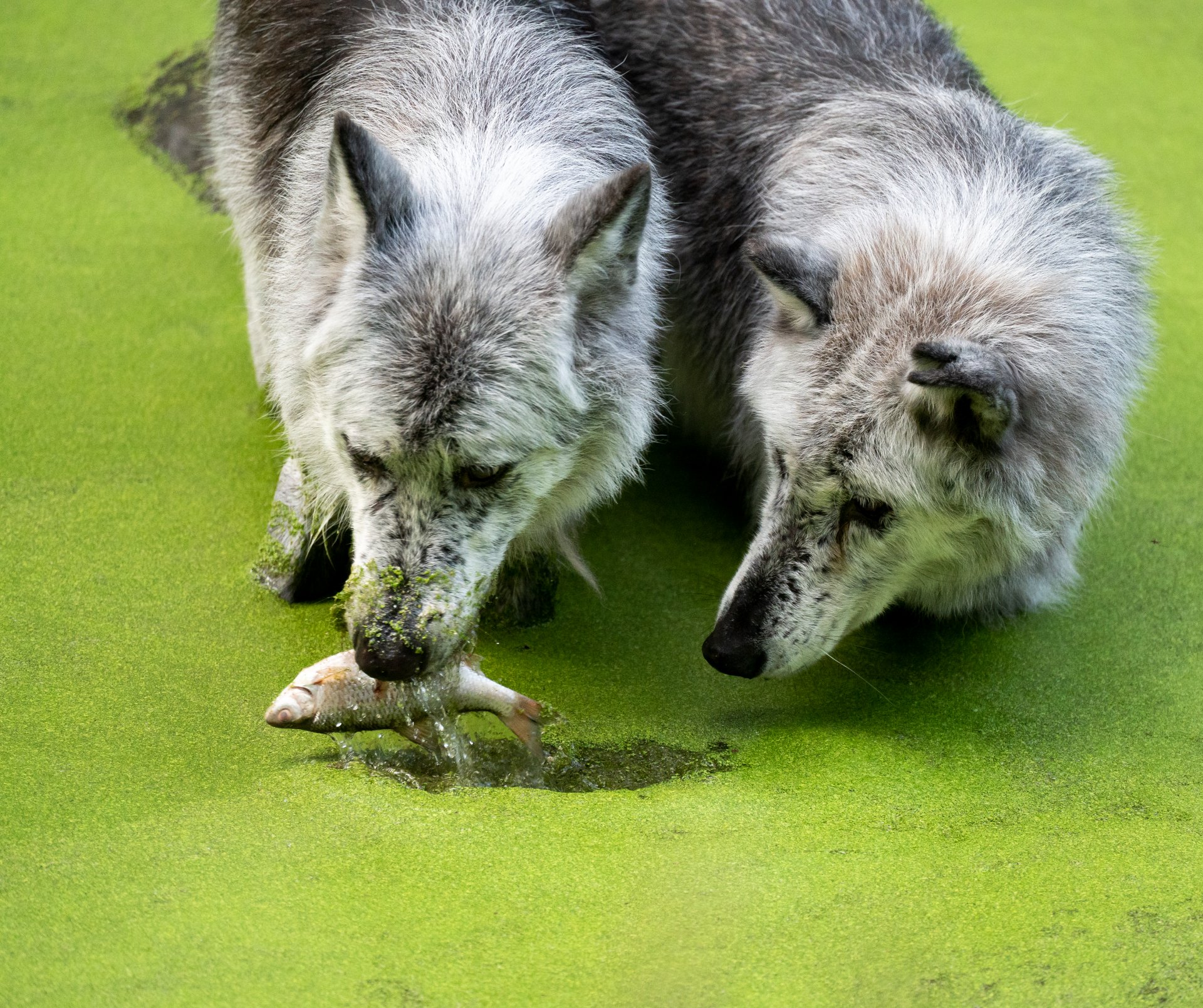 Wolf1.jpg
