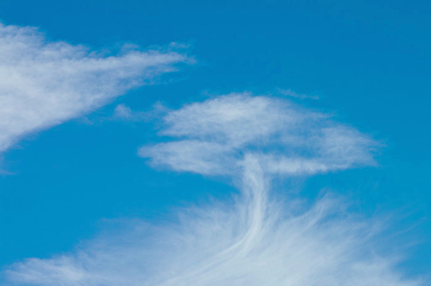 Wolkenbaum.jpg