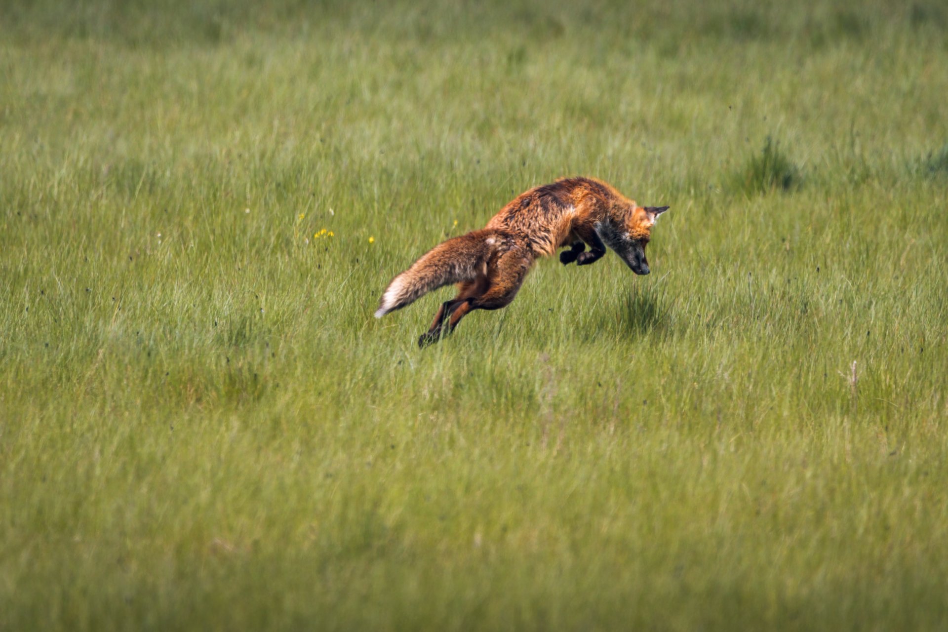 x 07.05.21 Fuchs I.jpg