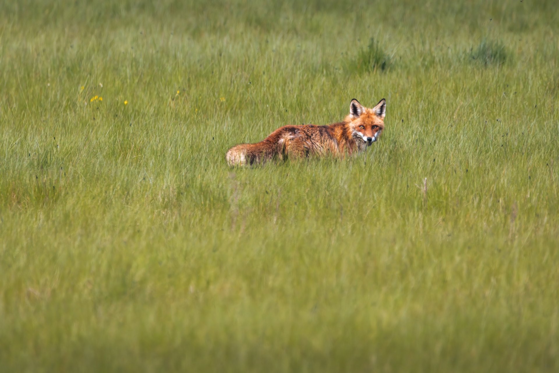 x 07.05.21 Fuchs II.jpg