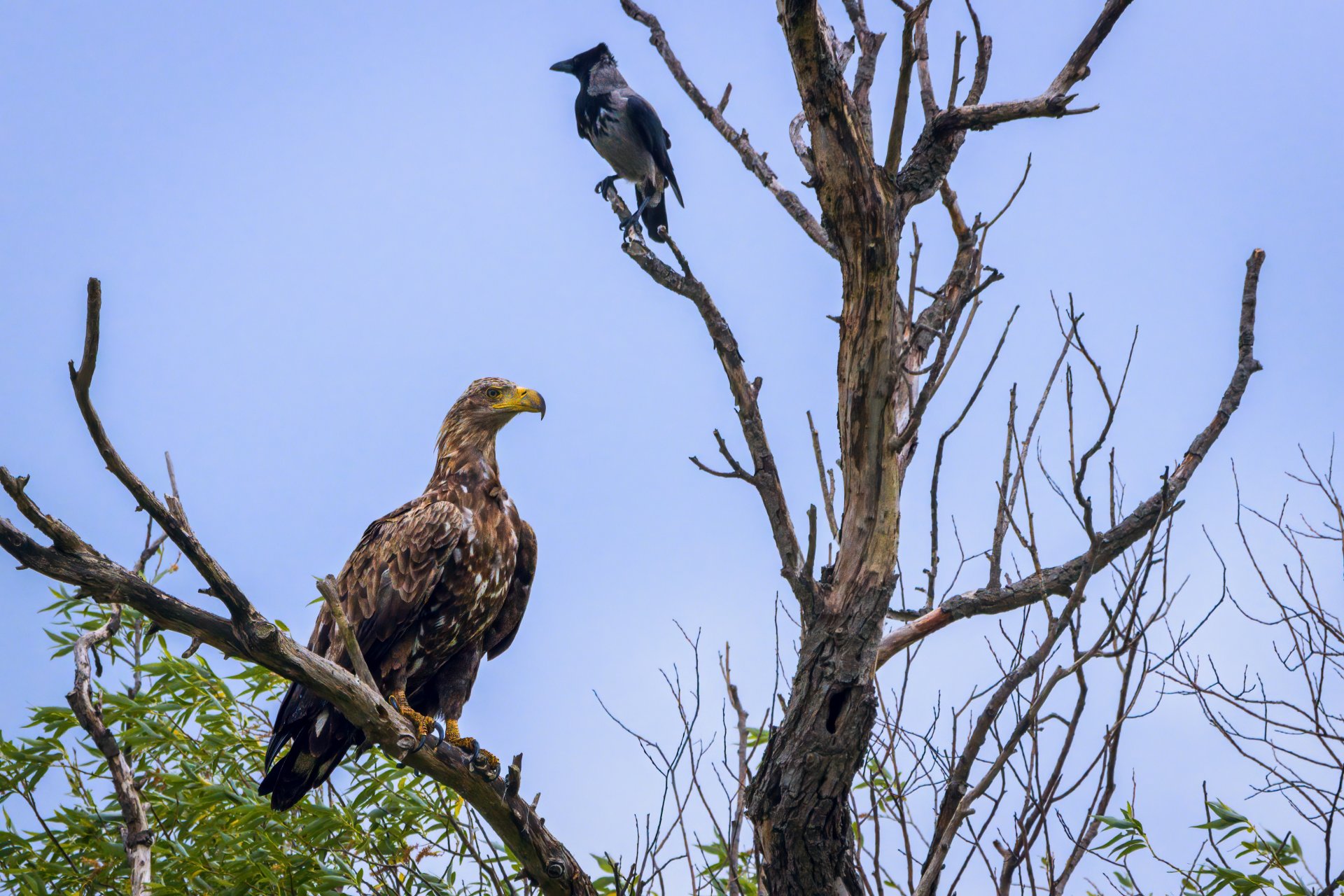 x 13.06.21 Seeadler III.jpg