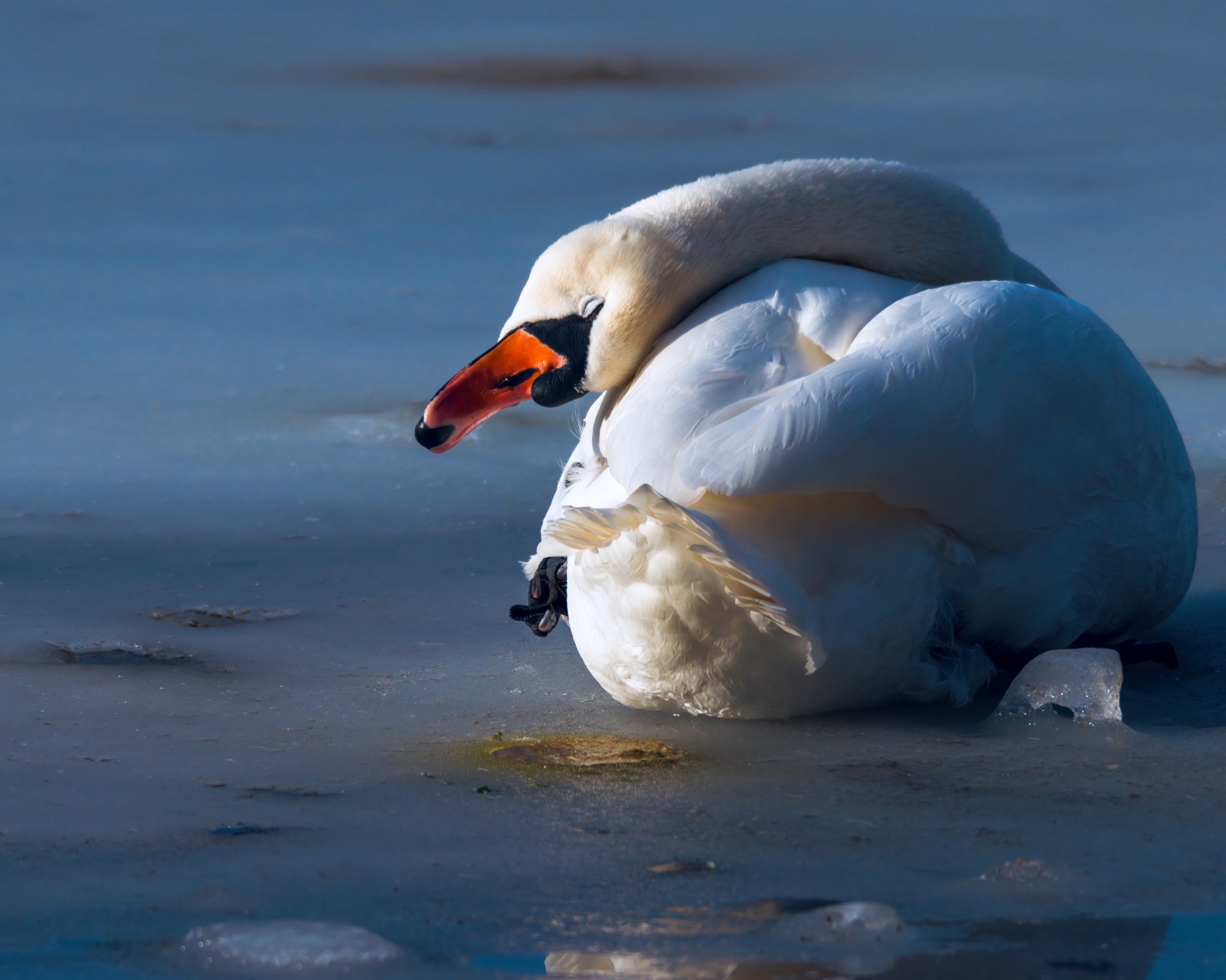 x 18.02.21_Schwan_I.jpg