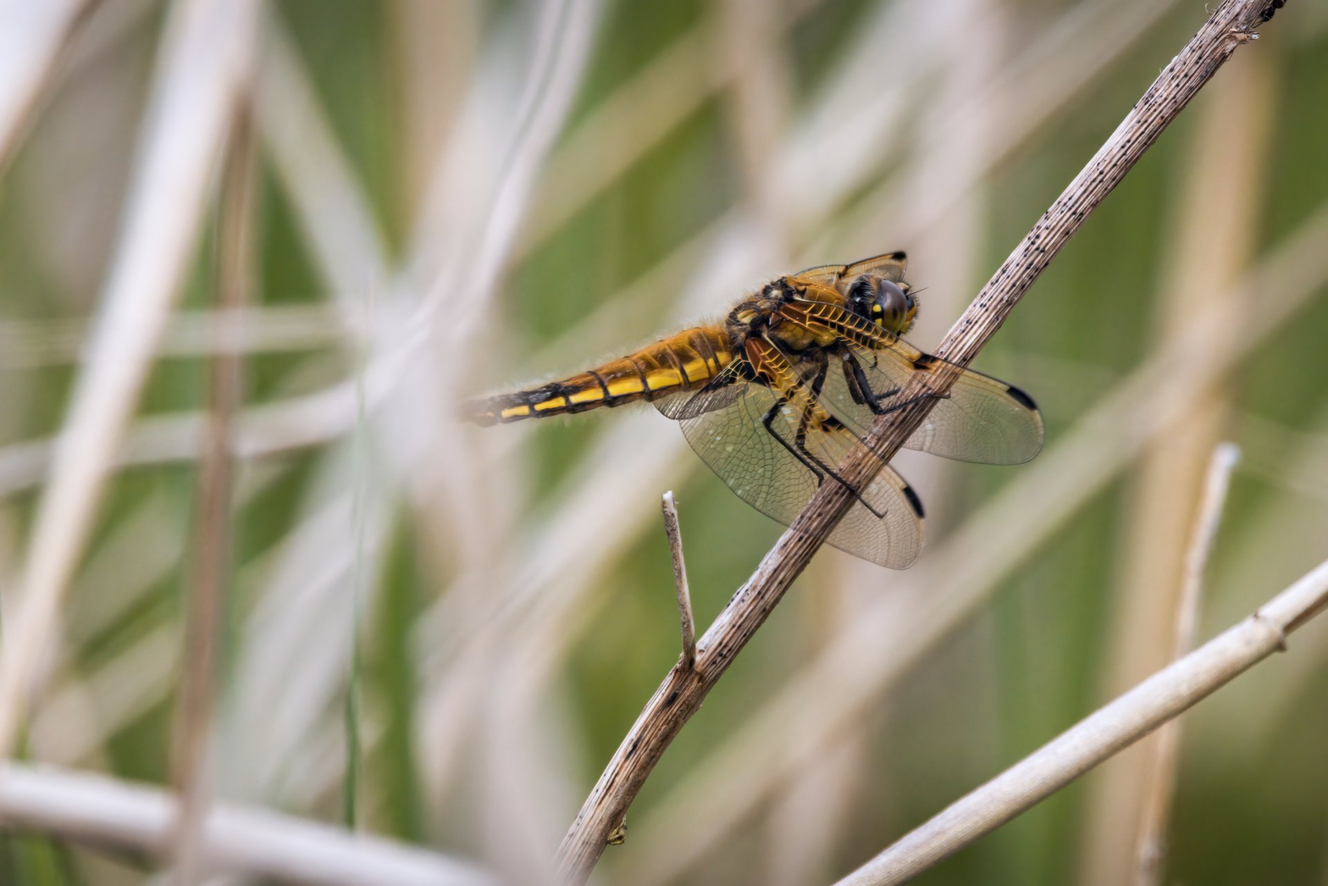 x 29.05.21 Libelle I.jpg