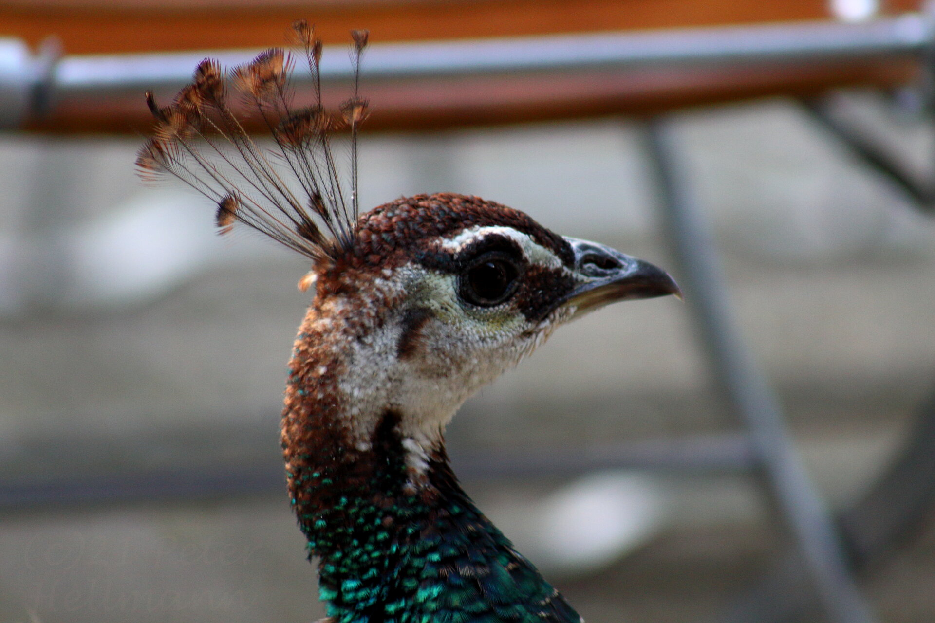 Zoo Dortmund 21_115.JPG