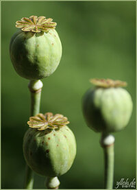 20070624184607_mohn3erlei.jpg