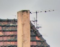 specht_3.jpg