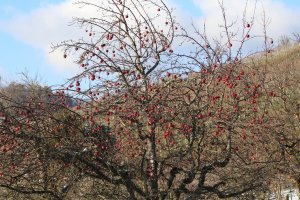 IMG_0002.JPG