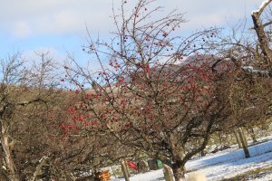 IMG_0009.JPG