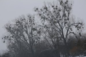 IMG_0033.JPG