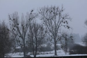 IMG_0031.JPG