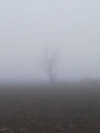 Gruselbaum.jpg