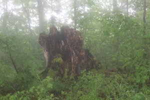 IMG_0022.JPG