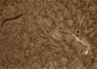 sonne-alpha-100_f6_4fachPM_0.63Redu_17-04-30 09-24-23.jpg