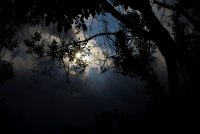through the djungle of my garden.JPG