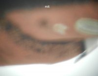 filztestbmit-k.JPG