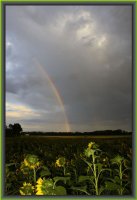 Regenbogen und Sonnenblumen  - Rahmen.jpg