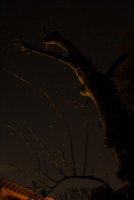 Ursa Major hinterm Holunder.JPG