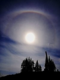 BaumgruppeRaxHalo.jpg