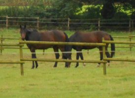 Horses3.jpg