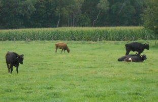 Bild_3_Cows.jpg