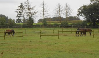 Bild_5_Horses.jpg