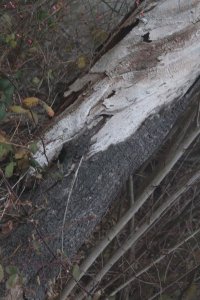 IMG_0012.JPG